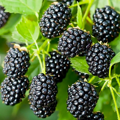 Рослина Ожина Блек Сатін/Blackberry BLACK SATIN С2Н10-15