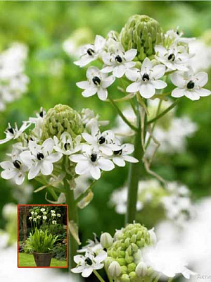 Цибулина TUBERBULB Export B.V. рястки саундерсіа 1 шт.