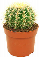 Растение Eхинокактус Грузона 12х10 см