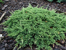 Рослина Ялівець горизонтальний / Juniperus horizontalis Prince of Wales С10 Ра