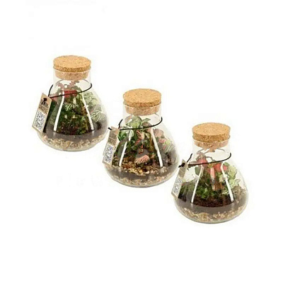 Растение Флорариум 11х12 Erlenmeyer Nano