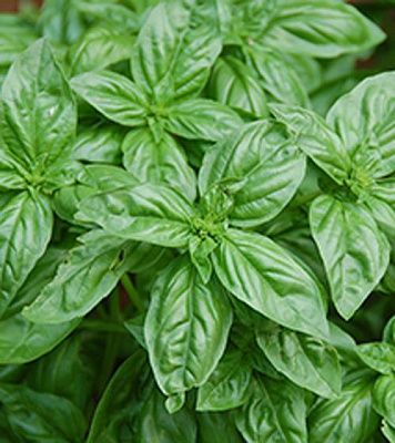 Насіння Садовий Світ базилік зелений Дженовезе 0,3г (4823095600698)