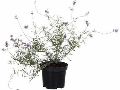 Рослина Лаванда С2