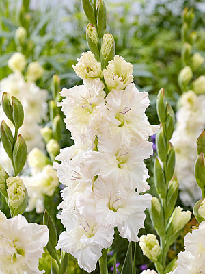 Клубнелуковица TUBERBULB Export B.V. гладиолуса Ивори Перфекшион 3 шт.