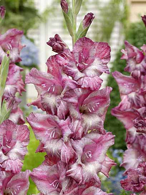 Бульбоцибулина гладіолуса Місті Морн 3 шт.