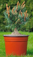 Рослина звичайна / Pinus sylvestris Albyns, С10 Ра