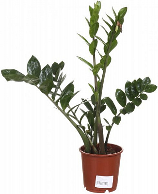 Растение комнатное Замиокулькас 14х75