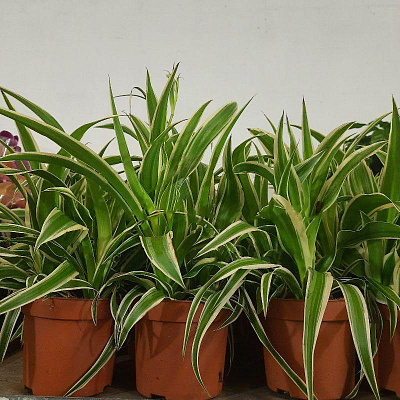 Рослина Хлорофітум 12х20 зелений варієгатний