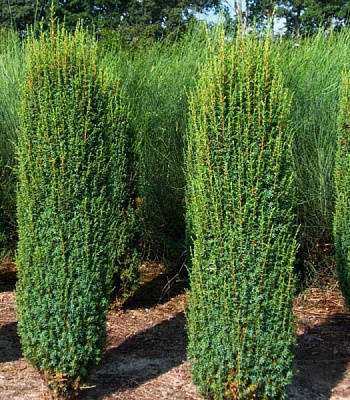 Растение Можжевельник обыкновенный / Juniperus communis Hibernica ( форм ), С30