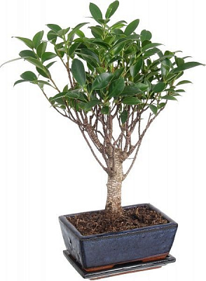 Растение комнатное бонсай микс в плошке 15x25