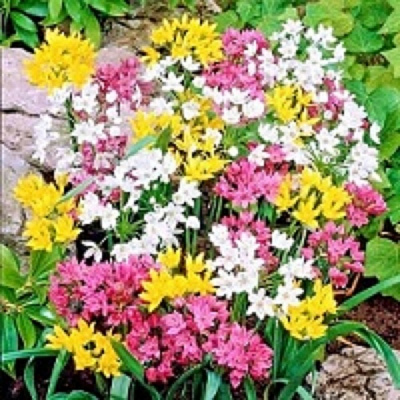 Луковица декоративная смесь 15 шт. 