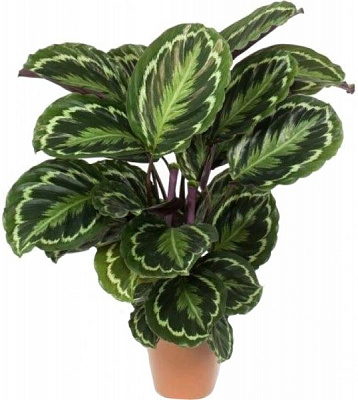 Растение Калатея микс 12x40 см