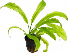 Растение аквариумное Лотос К Ехінодорус (Echinodorus martii/major)