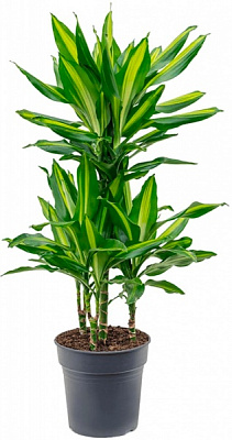Растение комнатное Драцена Чинто d12/h35