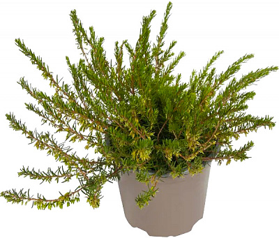 Рослина Еріка 11х20 біла