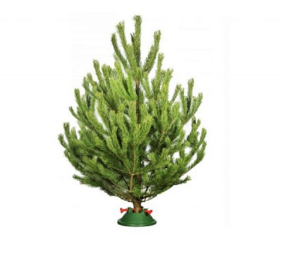 Сосна новорічна жива 150-220 см зелений