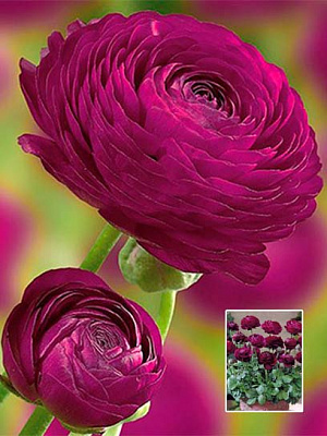 Корнеклубень лютика пурпурного 5 шт. 