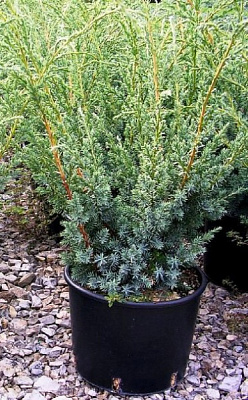 Растение Можжевельник китайский / Juniperus chinensis Blue Alps С300