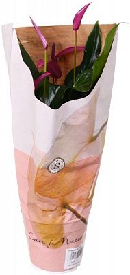 Рослина декоративна Антуріум Фіоріно 14/50