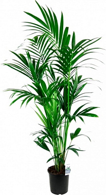 Растение Ховея d22/h160