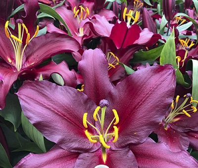 Луковица Яскрава Лилия OT гибрид гигантская Bombastic 1 шт.