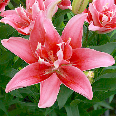 Луковица Лилия азиатская махровая Double Lady 1 шт. Яскрава