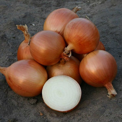 Насіння Професійне насіння цибуля ріпчаста Універсо F1 200 шт. (4823058207070)