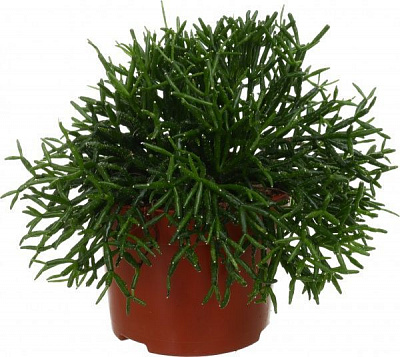 Рослина Хатіора 12х25 см