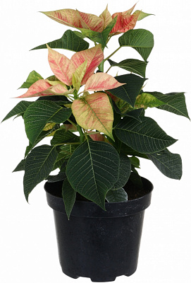 Рослина кімнатна Пуансетія Еуфорбія пульцеріма d17