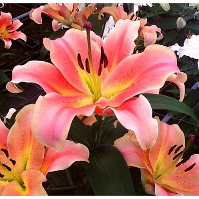 Луковица Яскрава Лилия OT гибрид Red Hot 1 шт.