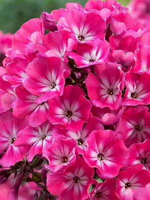 Корневище флокса Александра І 1 шт. 