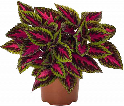 Растение Колеус d9