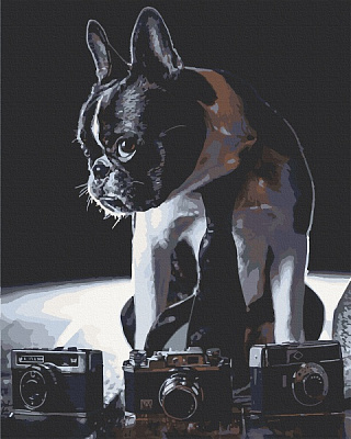 Картина за номерами Сором'язливий фотограф 11642-АС 40х50 см ArtCraft