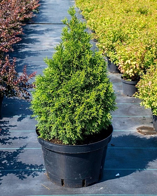 Рослина Туя західна / Thuja occidentalis Smaragd, C10