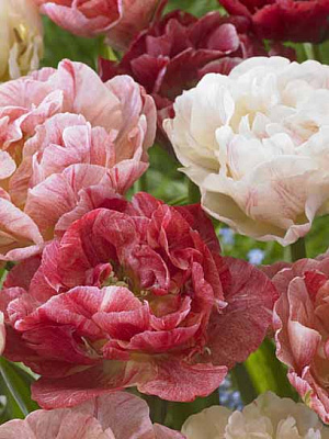 Луковица тюльпана махрового позднего Пепток 3 шт. 