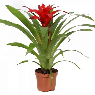 Растение Гузмания минор Rondo 9/20