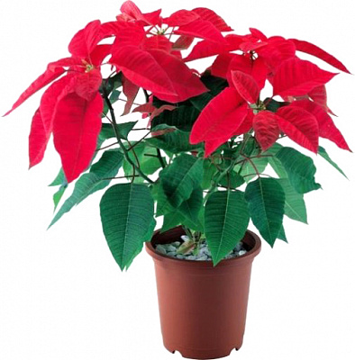 Рослина Пуансетія Прінсетія 12/25+ mix