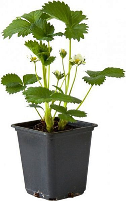 Саженец Брусвяна Земляника Барон Солемахер 0,5 л