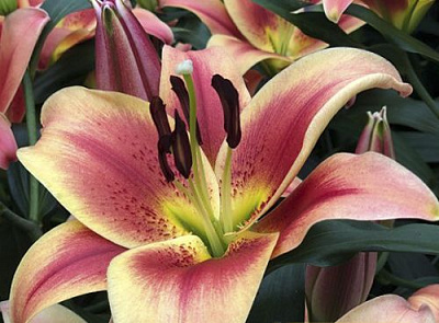 Цибулина Яскрава Лілія OT гібрид Montego boy 1 шт.