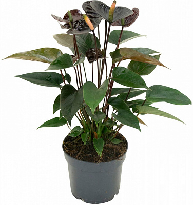 Растение Антуриум Andreanum Black Love d12/h40