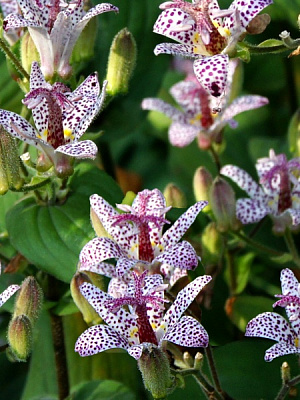 Корневище трициртиса Формосана 1 шт. 