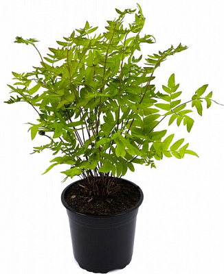 Растение Чистоус величавый Пурпурасенс С3