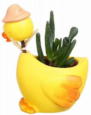 Растение Сукулент 9х20 см Деко