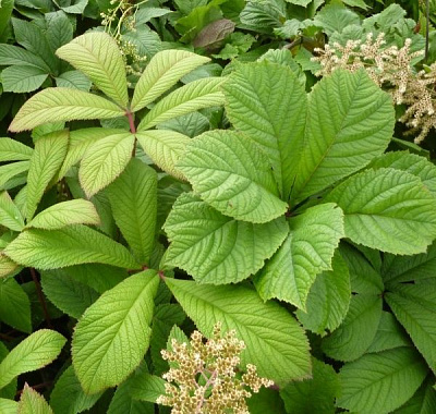 Саджанець Роджерсія периста (С3)