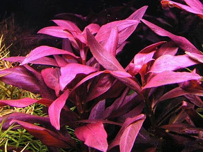 Рослина акваріумна Лотос Альтернантера рейнека Рожева (Alternanthera Reinecki Pink in vitro)