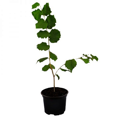 Саженец Брусвяна Фундук сортовой крупноплодный