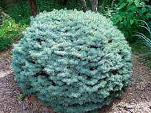 Растение Ель колючая / Picea pungens Brynek, С5