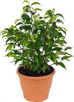 Растение Фикус бенджамина Natasja 12х30 см без ствола