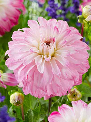 Корнеклубень георгины декоративной Пинк Петтикоат 1 шт. 