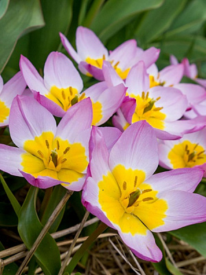 Луковица TUBERBULB Export B.V. тюльпана ботанического Бейкери Лайлек Вандер 4 шт. 